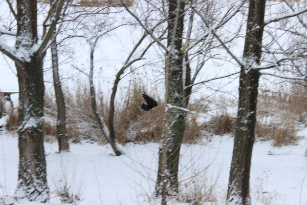 Kış ormanında bir kez