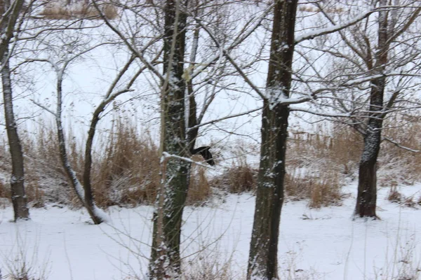 Kış ormanında bir kez