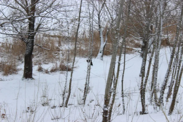 Kış ormanında bir kez