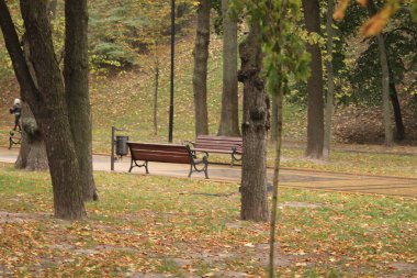 Sonbahar Park yağmur