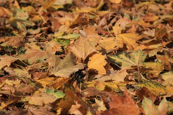 Halı sonbahar yaprakları