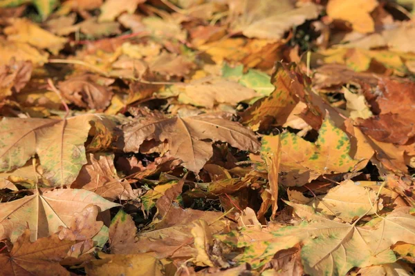 Halı sonbahar yaprakları