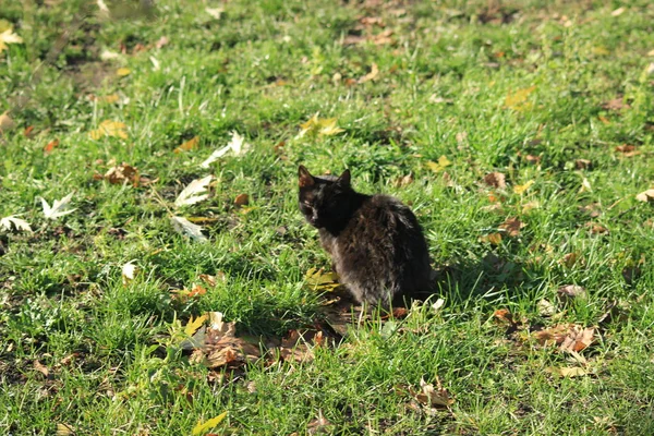 Küçük kedi ömrünü — Stok fotoğraf