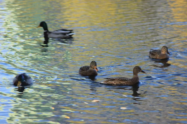 Las Fuerzas Marinas Patos —  Fotos de Stock