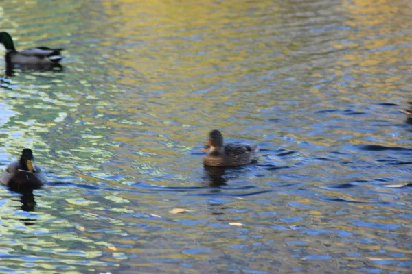 Ducks Marine Forces — Stock Photo, Image