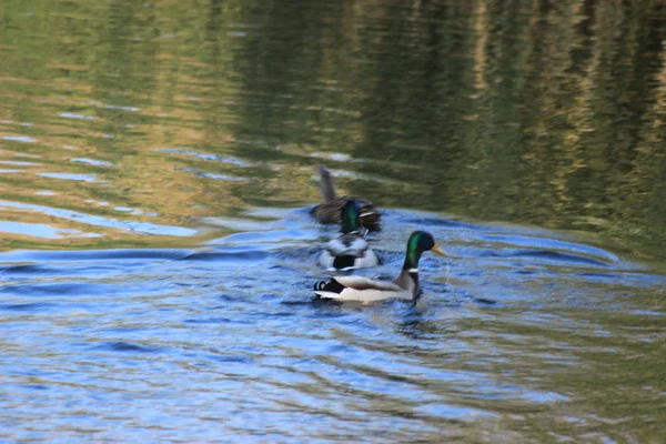 Forças Marinhas Dos Patos — Fotografia de Stock