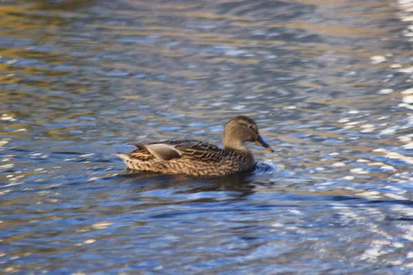 Die Marinekräfte Der Enten — Stockfoto