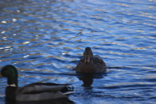 Ducks Marine Forces — Stock Photo, Image