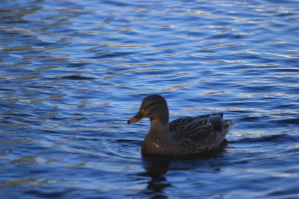 Ördekler deniz kuvvetleri