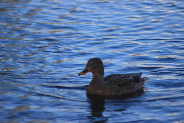 Ördekler deniz kuvvetleri