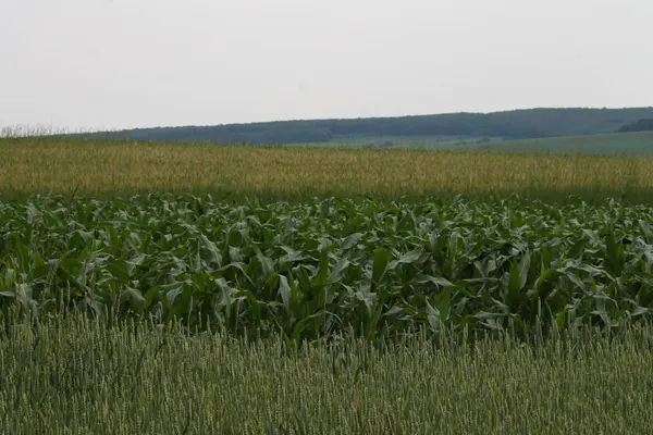 Yeşil tepelerin arasında