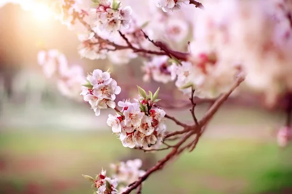 Blossom kayısı ağacı — Stok fotoğraf