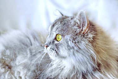Siberian fluffy cat  clipart