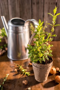 Mint growing in a flowerpot clipart