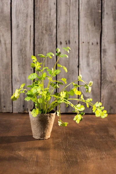 植木鉢で育つパセリ — ストック写真