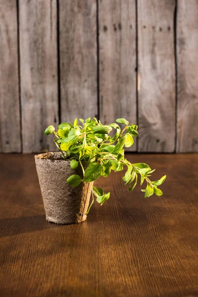 Green oregano growing — Stock Photo, Image