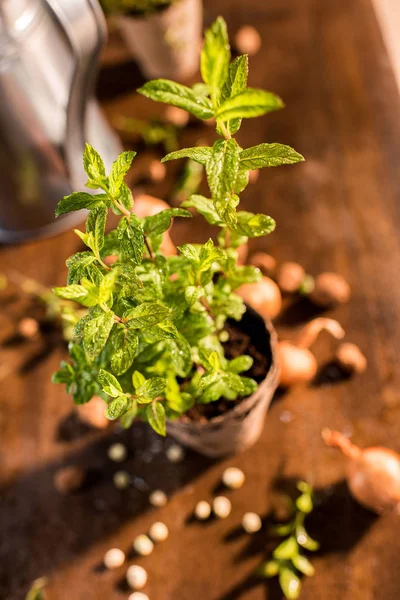 Mint growing in a flowerpot — Stock Photo, Image