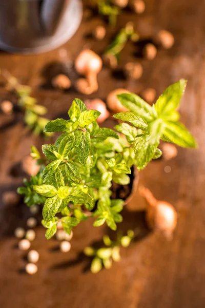 Mint growing in a flowerpot — Stock Photo, Image