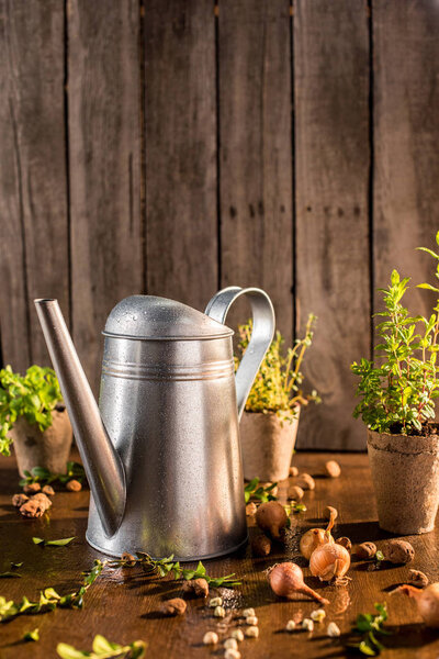 watering can and herbs