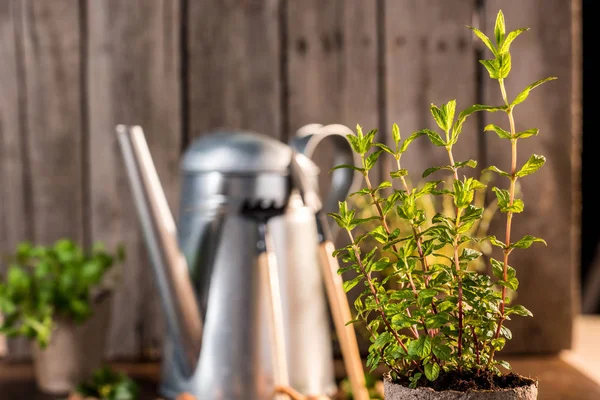 Munt groeit in een bloempot — Stockfoto