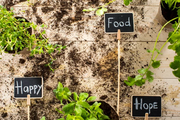 Plantas y tarjetas verdes frescas — Foto de Stock