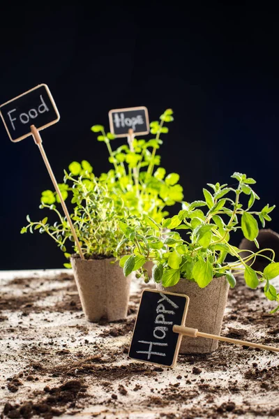Fresh green plants and cards — Stock Photo, Image