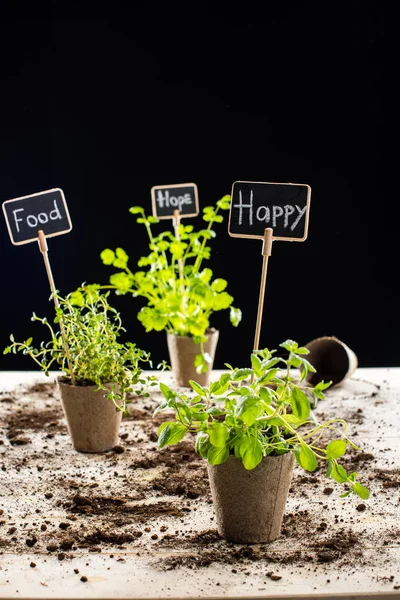 Fresh green plants and cards — Stock Photo, Image