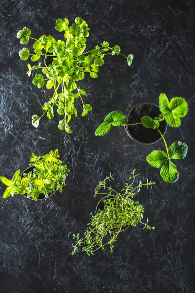 Verse groene planten — Stockfoto