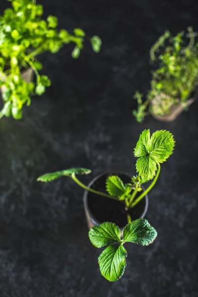 Verse groene planten — Stockfoto