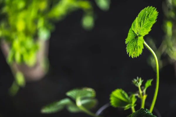 Frische grüne Pflanzen — Stockfoto