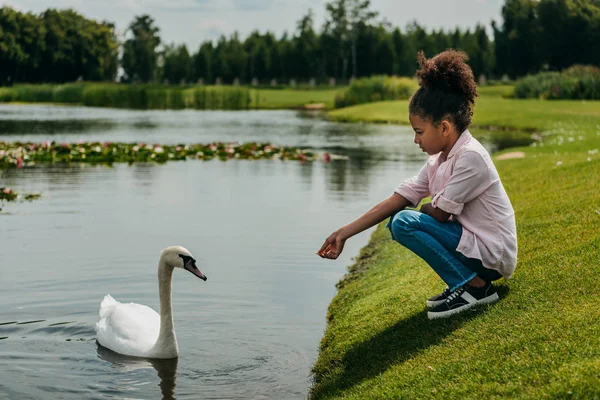 Kid feeding swan in park — Stock Photo, Image