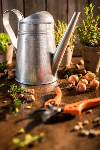 Gießkanne und verschiedene Kräuter — Stockfoto