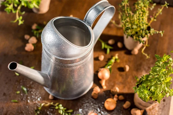 Watering can and herbs — Stock Photo