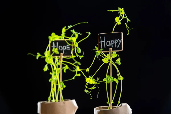 Fresh green plants and cards — Stock Photo