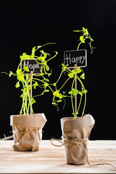 Fresh green plants and cards — Stock Photo
