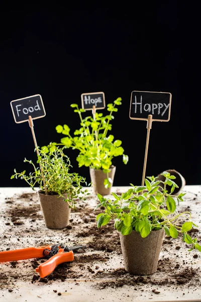 Frische grüne Pflanzen und Karten — Stockfoto