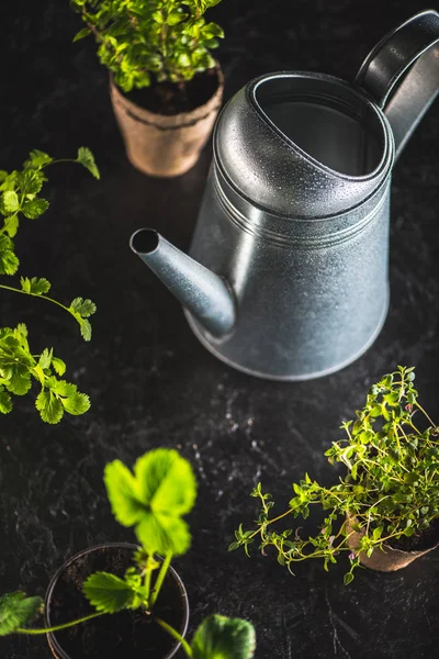 Plantas verdes frescas — Fotografia de Stock