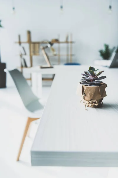 Succulent pot on desk — Stock Photo