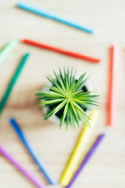 Succulent on wooden table — Stock Photo