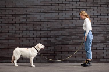 Genç ve güzel şehirli bir kız sokakta bir köpekle duvara dayanıyor. Golden Retriever köpeği olan bir kadın. Kopya alanı.