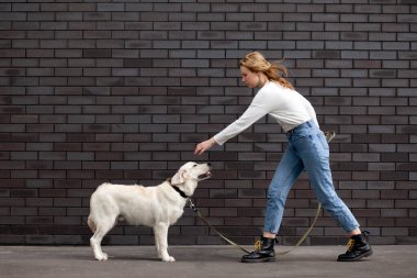 Genç ve güzel şehirli bir kız sokakta bir köpekle duvara dayanıyor. Golden Retriever köpeği olan bir kadın. Kopya alanı.