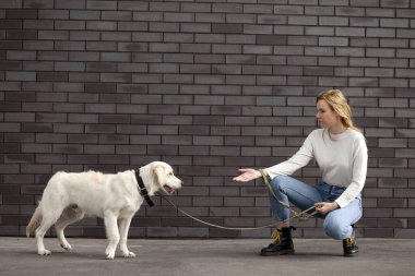 Sokakta bir köpekle oturan genç şehirli kız duvarın arkasında gülümsüyor, köpekli bir kadın, kopyalama alanı.