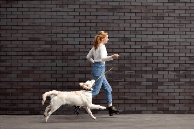 Genç şehirli bir kız sokakta bir köpekle duvarın arkasında yürür, bir kadın av köpeğiyle koşar.