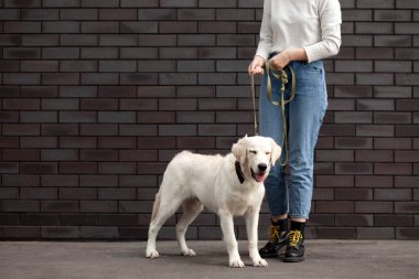 Şehirde bir kızla gezen bir av köpeğinin portresi. Beyaz, güzel bir köpek yürüyüşü. Uzayı taklit ediyor.