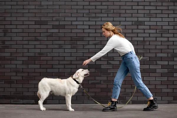 Genç ve güzel şehirli bir kız sokakta bir köpekle duvara dayanıyor. Golden Retriever köpeği olan bir kadın. Kopya alanı.
