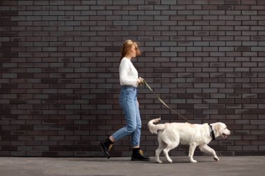 Genç şehirli bir kız sokakta bir köpekle duvarın arkasında yürür. Bir kadın av köpeğiyle koşar. Kopya alanı.