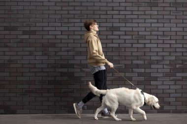Duvarın arkasında köpekle yürüyen genç bir adam, av köpeğini gezdiren bir adam, kopyalama alanı.