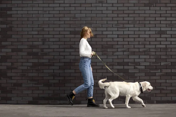 Genç şehirli bir kız sokakta bir köpekle duvarın arkasında yürür. Bir kadın av köpeğiyle koşar. Kopya alanı.