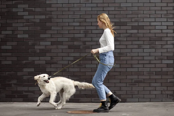Genç şehirli bir kız sokakta bir köpekle duvarın arkasında yürür. Bir kadın av köpeğiyle koşar. Kopya alanı.