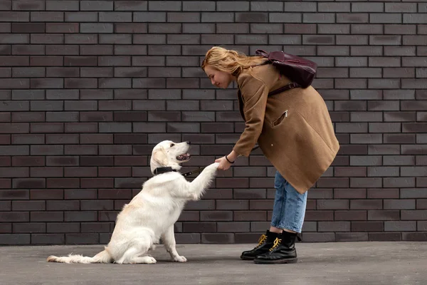 Mladá Krásná Dívka Psem Ulici Zdi Retriever Štěně Dává Tlapku — Stock fotografie